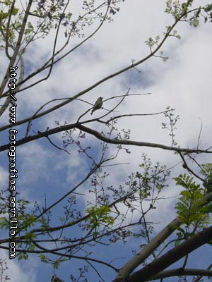 The Maria Luisa's Park of Seville, sparrow