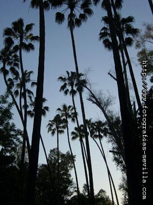 The Maria Luisa's Park of Seville, Spain