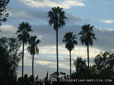 The Maria Luisa's Park of Seville, Spain