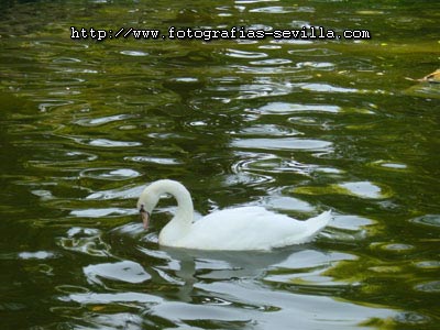 The Maria Luisa's Park of Seville, swans