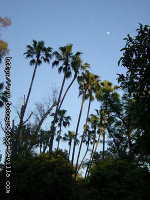 The Maria Luisa's Park of Seville, Spain