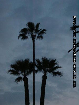 The Maria Luisa's Park of Seville, Spain