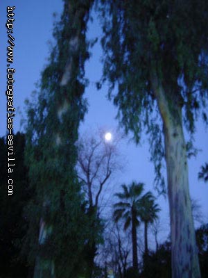 The Maria Luisa's Park of Seville, Spain